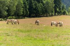 NP Bayerischer Wald_Przewalski-Pferd_d8b0040